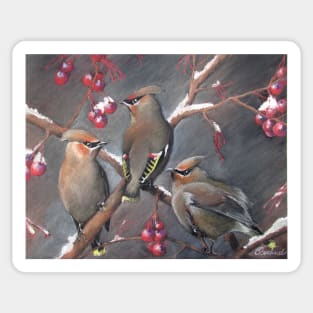 Cedar waxwings Sticker